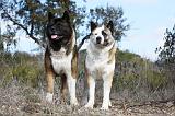 AKITA AMERICAIN 302